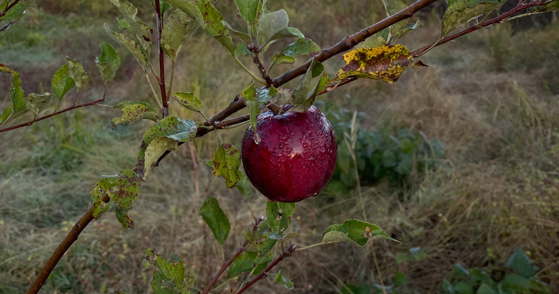 岩木山虹農園　自然栽培りんご